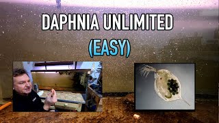 How I Raise Daphnia Water Fleas And You Can Too [upl. by Dever138]