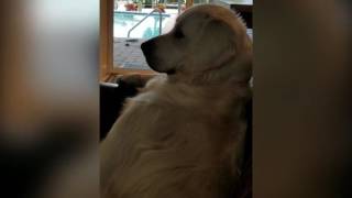 This Video Proves That Dogs Love Watching TV More Than Humans Do [upl. by Seel]