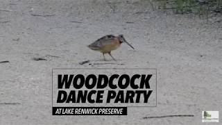 Woodcock Dance Party at Lake Renwick Preserve [upl. by Aihsena]