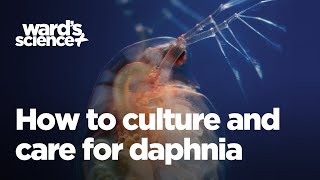 Caring and Culturing for Daphnia [upl. by Nosmirc106]