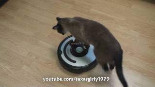 Cat shows HOW TO use iRobot Roomba Vacuum [upl. by Oap]