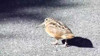 Bird  American Woodcock dance moves [upl. by Acinnad197]