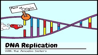 OLD VIDEO DNA Replication The Cells Extreme Team Sport [upl. by Dranoel]