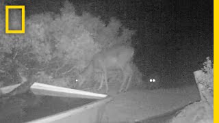 Rare Video Cougar Pounces on Deer  National Geographic [upl. by Airbma]