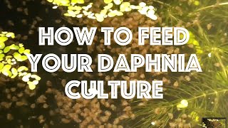 How To Feed Your Daphnia Culture [upl. by Beryle524]