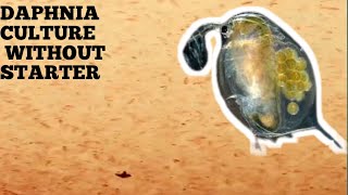 HOW TO CULTURE DAPHNIA NATURALLY WITHOUT A STARTER [upl. by Aarika]