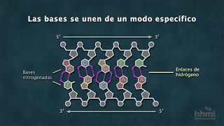 La estructura química del ADN  Video HHMI BioInteractive [upl. by Anehsak293]