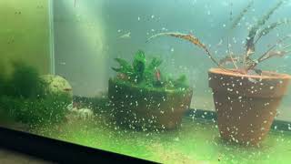 Daphnia Culturing Snails or no snails [upl. by Chatav]