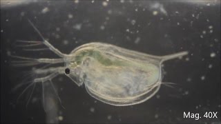 Daphnia magna under the Microscope [upl. by Kirrad]