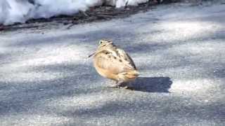 Dancing Woodcock [upl. by Brietta]