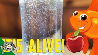 How to culture Vinegar Eels The EASY Way Live Fish Food [upl. by Asle473]