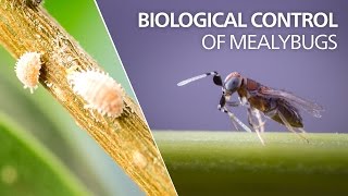 Biological control of mealybugs  Anagyrus vladimiri [upl. by Lafleur725]