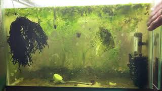 Scuds Daphnia Cherry Shrimp Copepods My aquatic food culture [upl. by Jenesia]