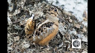 American Woodcock courtship displays [upl. by Nebur18]