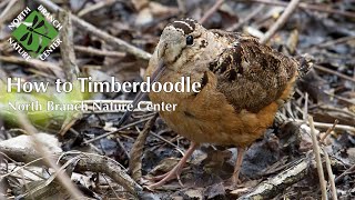 How to Timberdoodle Woodcock Watching in Spring [upl. by Llertac289]