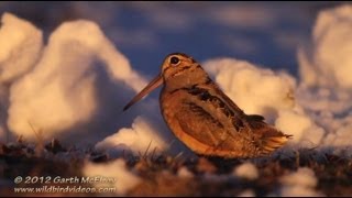 American Woodcock Displaying in Maine [upl. by Aisital602]