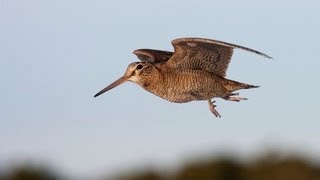 Woodcock on the Black Isle [upl. by Townshend]