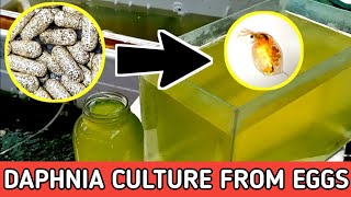 HOW TO HATCH DAPHNIA EGGS  HOW TO CULTURE DAPHNIA [upl. by Hgielime]