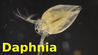 Daphnia [upl. by Kinnie]