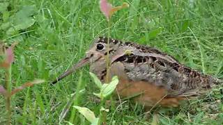 American Woodcock Dance [upl. by Ramo]