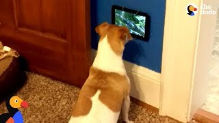 Dog Is So Excited To Get Her Own TV  The Dodo [upl. by Ysabel]