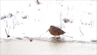 American Woodcock shows off dance moves [upl. by Yelsew463]