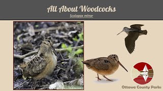 All About Woodcocks [upl. by Carola]