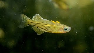 Spotted Blue Eye rainbow Pseudomugil gertruaeSpecies Spotlight [upl. by Edmond]