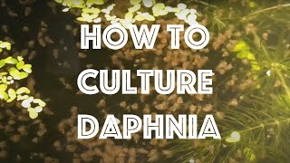 How To Culture Daphnia Magna [upl. by Ainorev289]