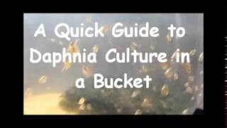 How to culture daphnia outside [upl. by Cirdnek]