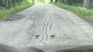 Woodcocks dancing across the road [upl. by Erdnaid]