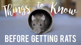 Rat Care For Beginners [upl. by Damiano230]