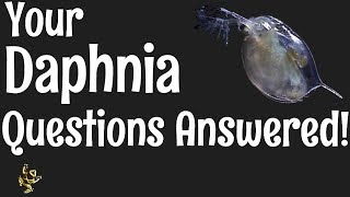 Daphnia Questions Answered [upl. by Noyerb]