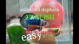 daphnia moina culture Easy way Unlimited production English  with sub Green water Chlorella [upl. by Atimed]