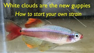 White Cloud Mountain Minnows are the new guppies [upl. by Anigger540]