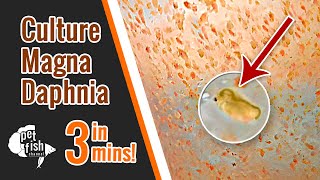 How to culture DAPHNIA MAGNA  The easy way [upl. by Lacsap]