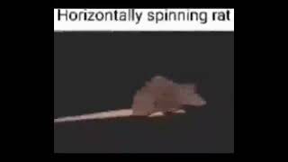 Horizontally spinning rat  1 Hour [upl. by Landes]