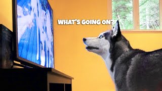 Dog Watching TV Test – Do They Understand What They See [upl. by Esital124]