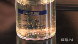 How to Care for Daphnia [upl. by Eecram889]