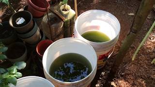 How to grow Green Water Algae [upl. by Checani]