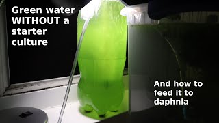 Green Water WITHOUT a Starter Culture  From Scratch  How To [upl. by Noryb]