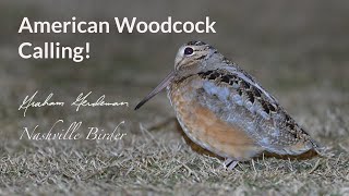 American Woodcock Calling [upl. by Neeven]