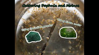 How To Culture Daphnia and Moinas using Green Water Spirulina powder [upl. by Winnifred]