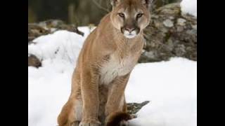 Cougar Growls Real Sounds [upl. by Velvet]