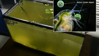 Raising Daphnia for the Freshwater Aquarium [upl. by Bellanca]