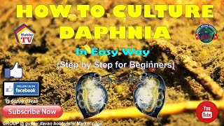 HOW TO CULTURE DAPHNIA In Easy Way [upl. by Rodrick]